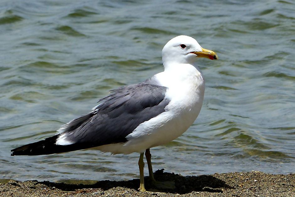 Seagulls